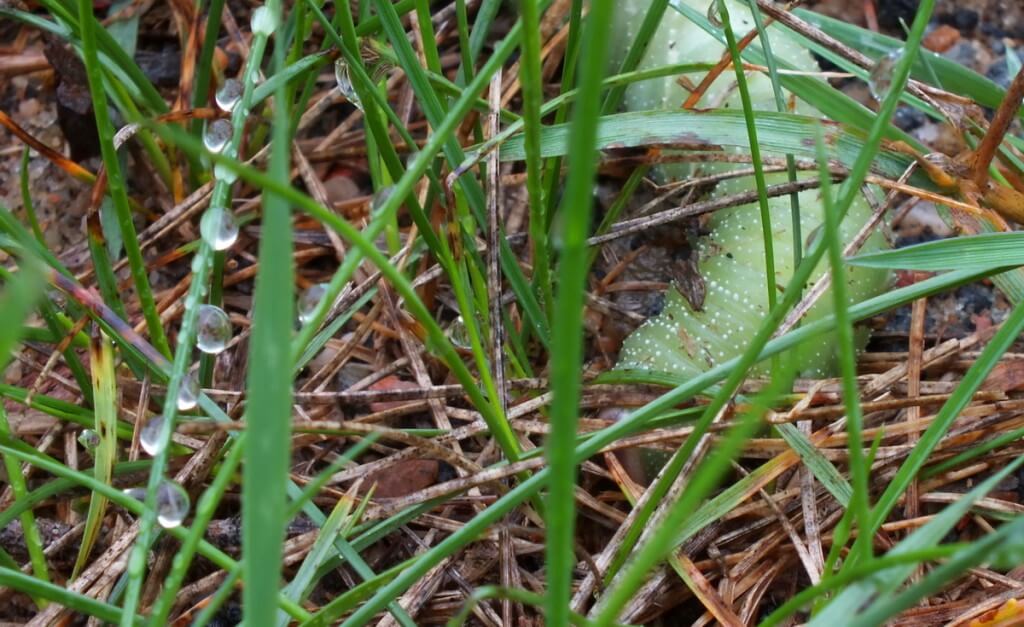 Modest Sphinx Moth Caterpillar digging in grass at Oxtongue Lake, Ontario, Canada