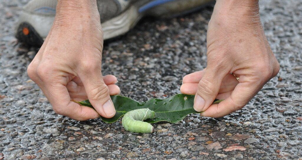 Jean picks up a Modest Sphinx Moth Caterpillar on the road at Oxtongue Lake, in Ontario, Canada