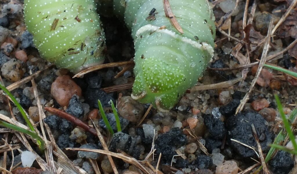 Close up of a Modest Sphinx Moth Caterpillar sitting on the ground at Oxtongue Lake, Ontario, Canada