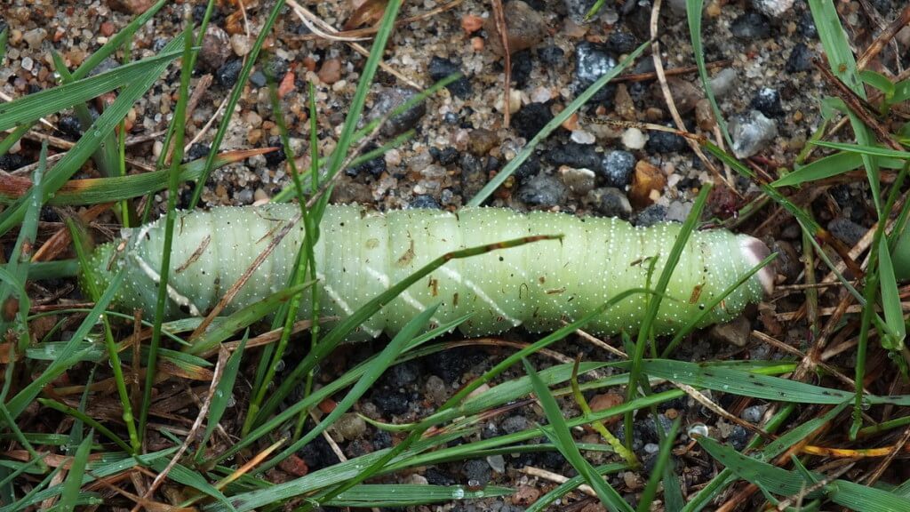 Close up of a Modest Sphinx Moth Caterpillar in grass at Oxtongue Lake, Ontario, Canada