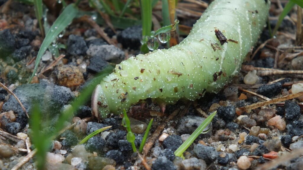 Close up of a Modest Sphinx Moth Caterpillar at Oxtongue Lake, Ontario, Canada