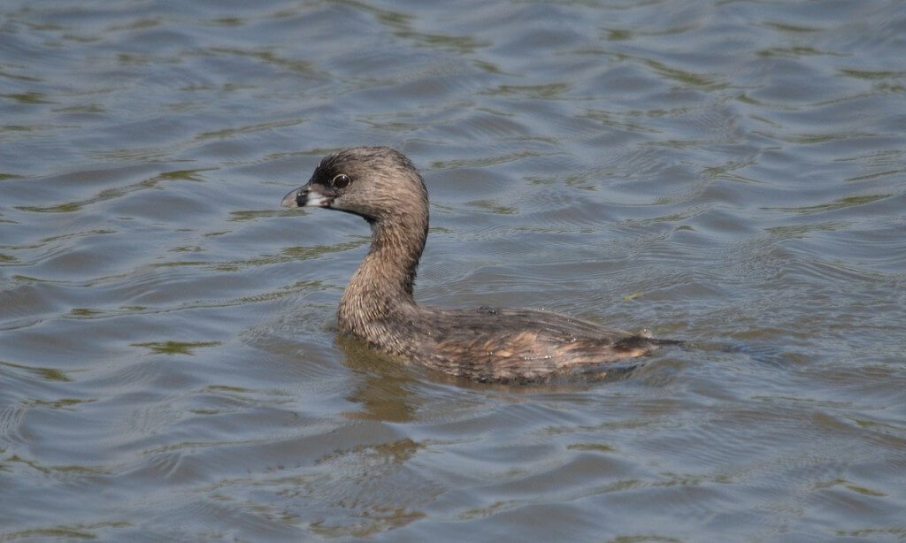 Pied-billed Grebe at South Reesor Pond in northeast Toronto, Ontario