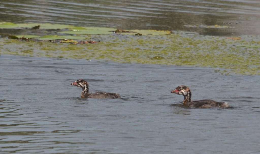 Two immature Pied-billed Grebes at South Reesor Pond in northeast Toronto, Ontario