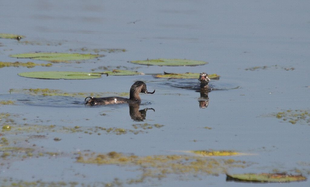 Pied-billed Grebe feeding juvenile grebe at South Reesor Pond in northeast Toronto, Ontario
