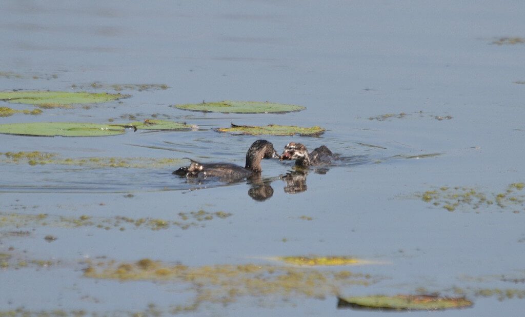 Pied-billed Grebe feeding juvenile grebe at South Reesor Pond in northeast Toronto, Ontario