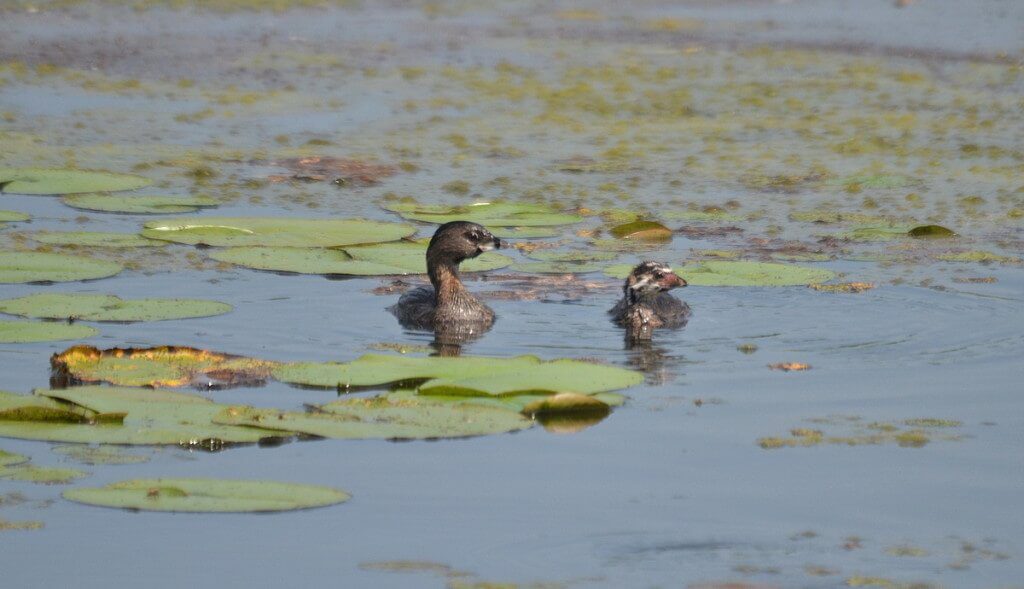 Female Pied billed Grebe with immature Pied-billed Grebes at South Reesor Pond in northeast Toronto, Ontario