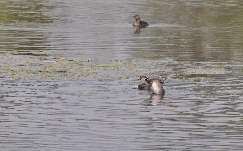 Two immature Pied-billed Grebes at South Reesor Pond in northeast Toronto, Ontario