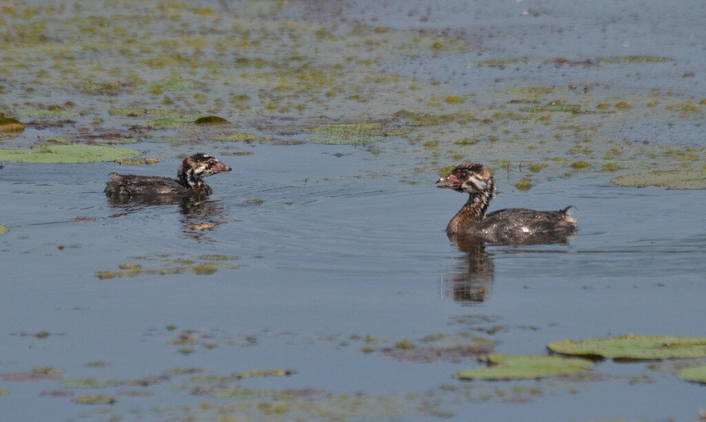 Two immature Pied-billed Grebes at South Reesor Pond in northeast Toronto, Ontario
