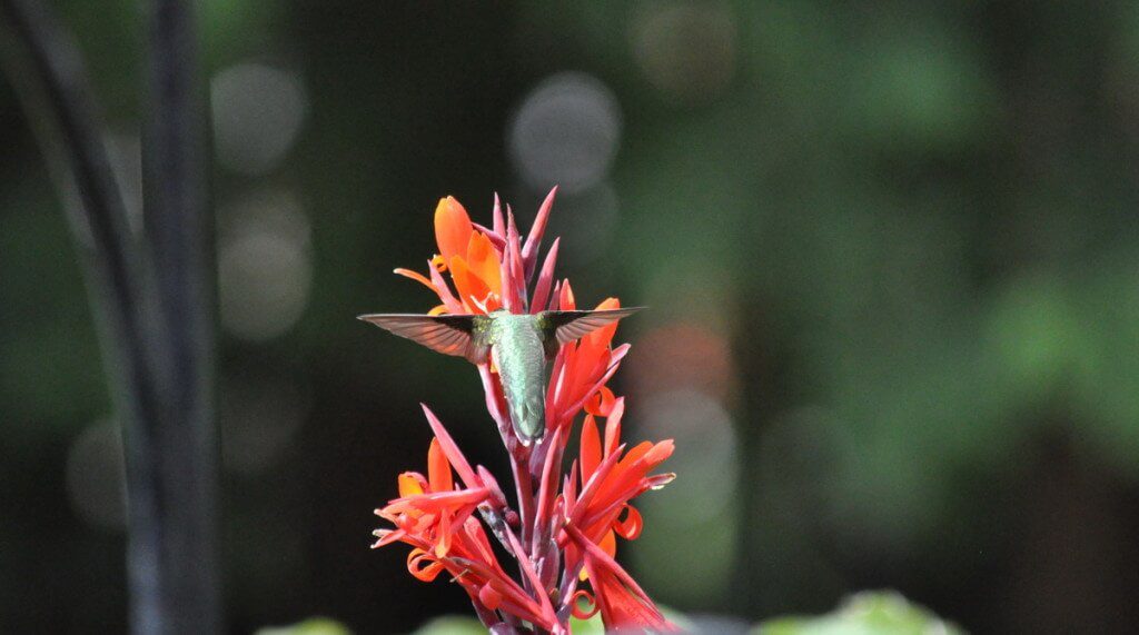 Ruby-throated Hummingbird at Canna Lily in a Toronto garden, Ontario, Canada.
