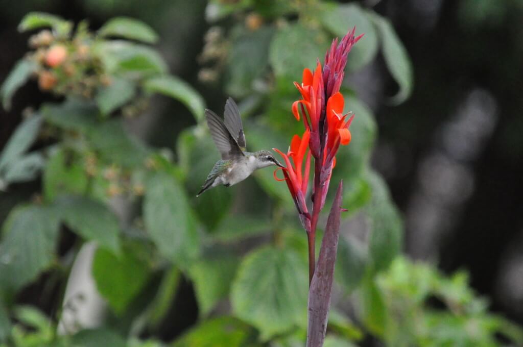 Ruby-throated Hummingbird at a Canna Lily in Toronto, Ontario, Canada