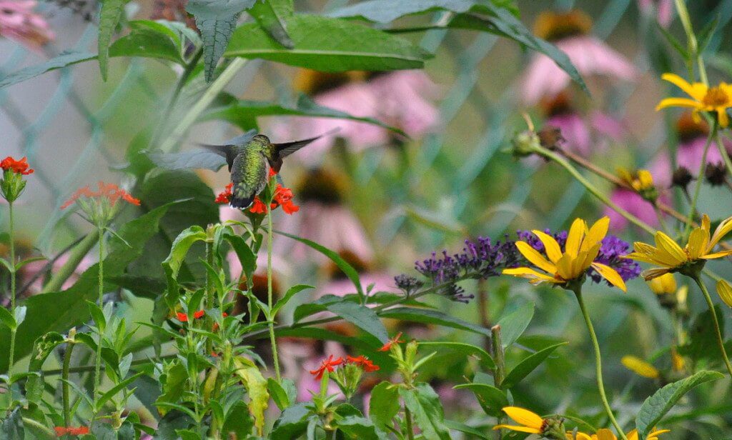 A Ruby-throated Hummingbird in a flower garden in Toronto, Ontario, Canada