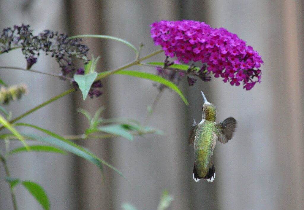 Ruby-throated Hummingbird at a butterfly bush in Toronto, Ontario, Canada