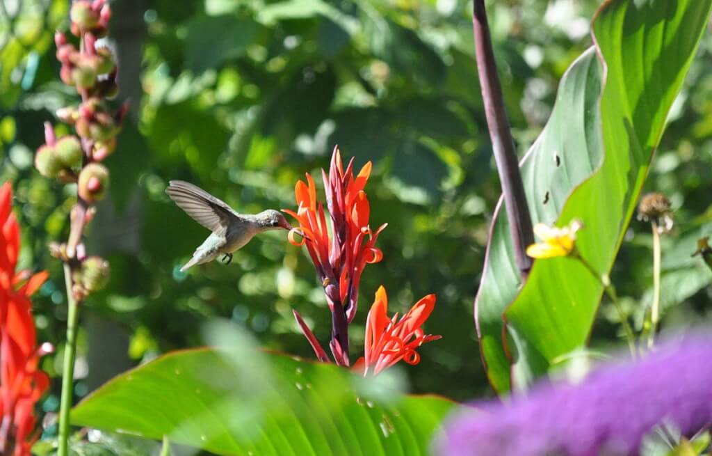Ruby-throated Hummingbird at a butterfly bush in Toronto, Ontario, Canada