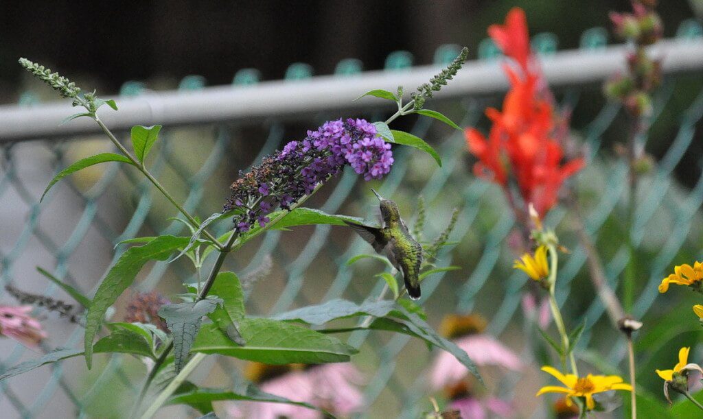 Ruby-throated Hummingbird at a butterfly bush in Toronto, Ontario, Canada