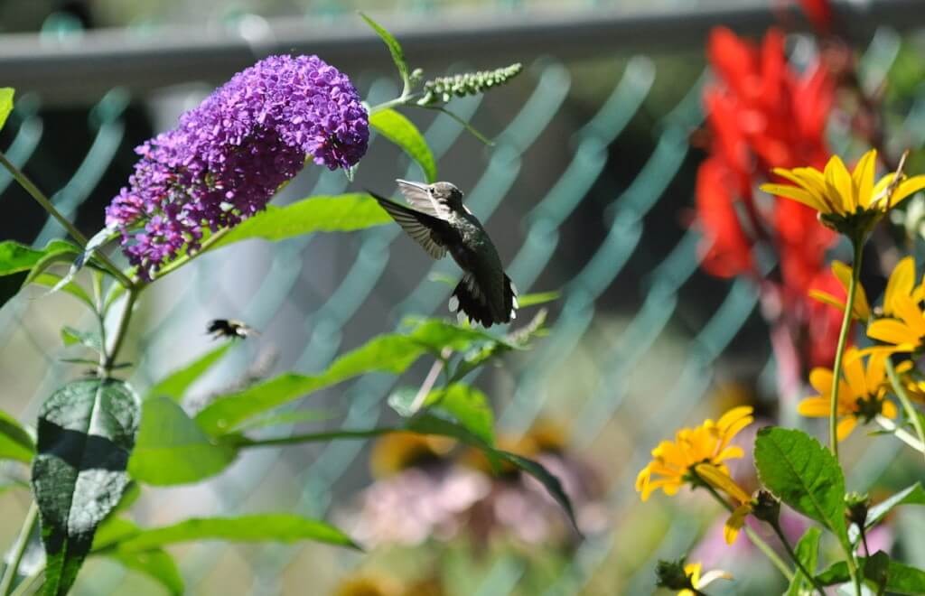 A Ruby-throated Hummingbird in a flower garden in Toronto, Ontario, Canada