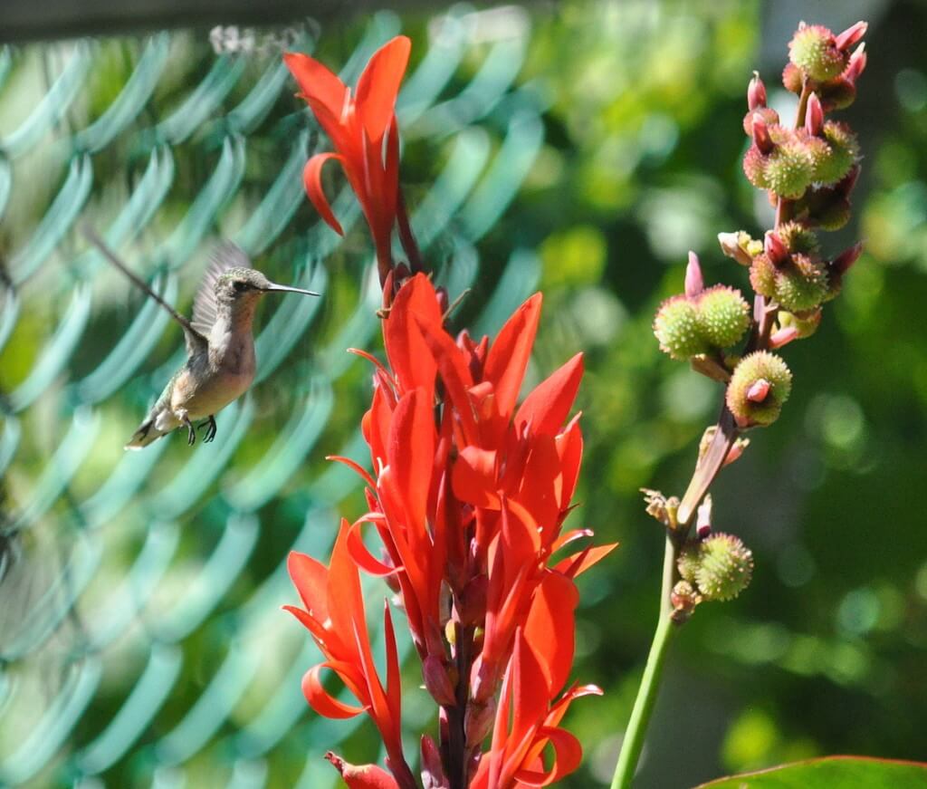 Ruby-throated Hummingbird near a Canna Lily in Toronto, Ontario, Canada.