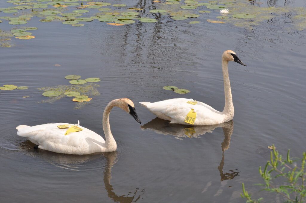 Trumpeter swans at Lower Ressor Pond in Toronto, Ontario, Canada