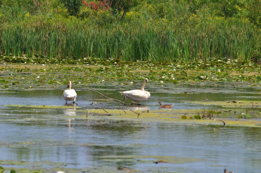 Trumpeter swans at Lower Ressor Pond in Toronto, Ontario, Canada
