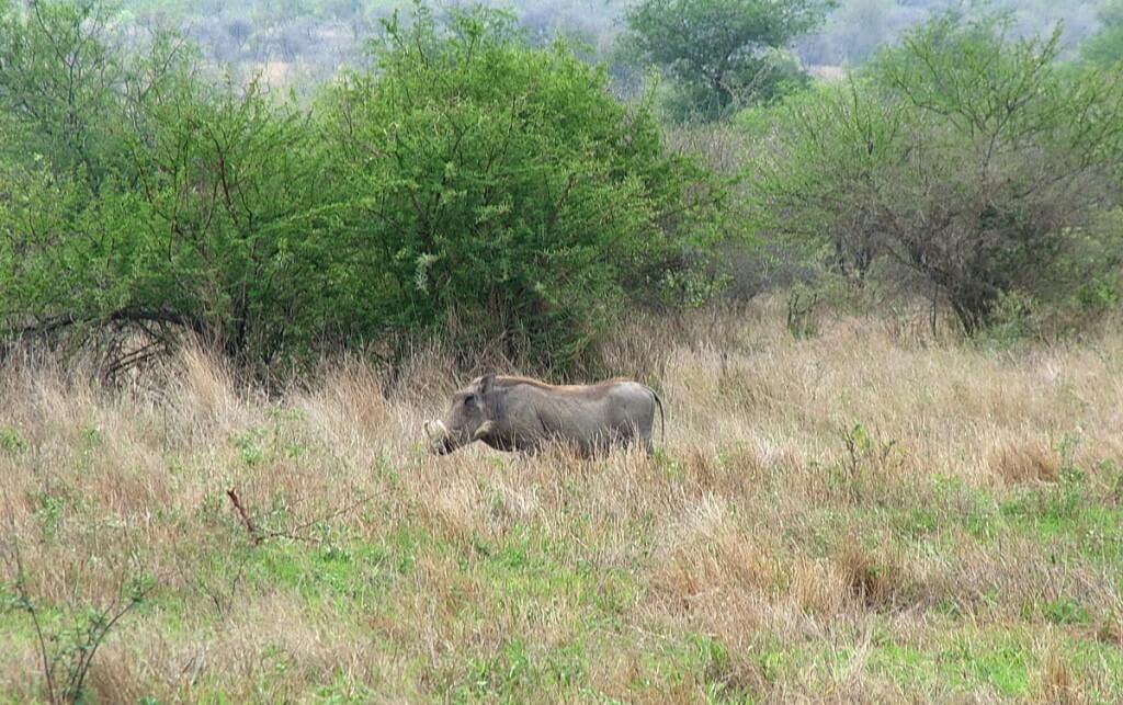 An image of a warthog standing in a grassy field in Kruger National Park in South Africa.