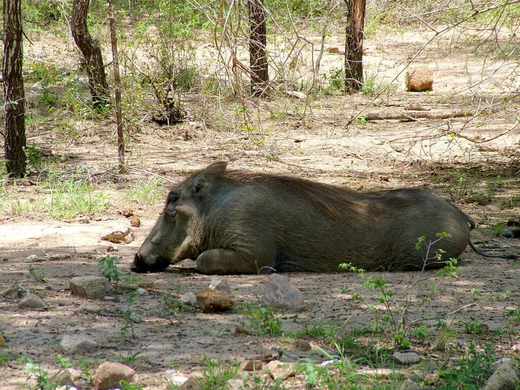 An image of a warthog resting on the ground under some trees in Kruger National Park, South Africa.