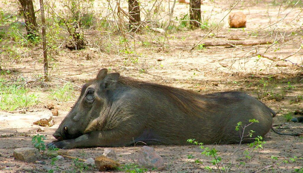 An image of a warthog laying in the shade in Kruger National Park, South Africa.