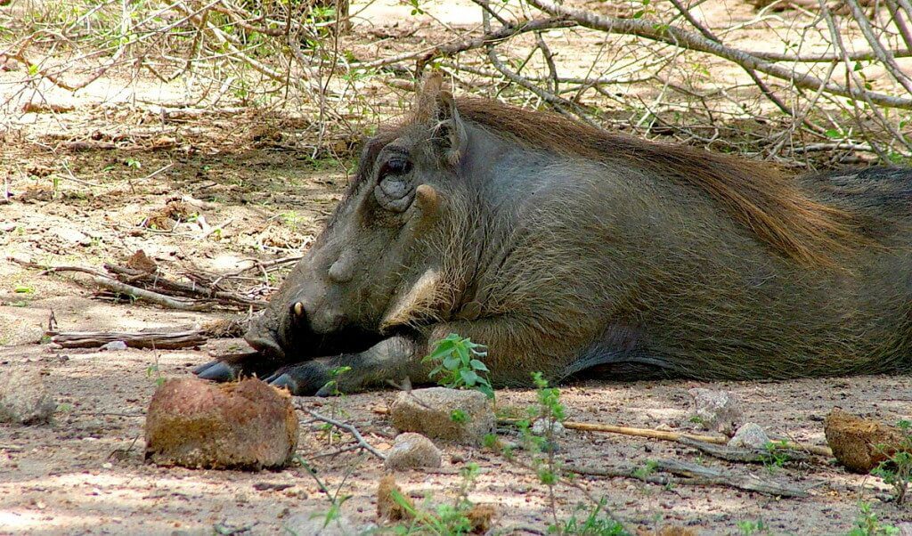 An image of a warthog relaxing on the ground in Kruger National Park in South Africa.