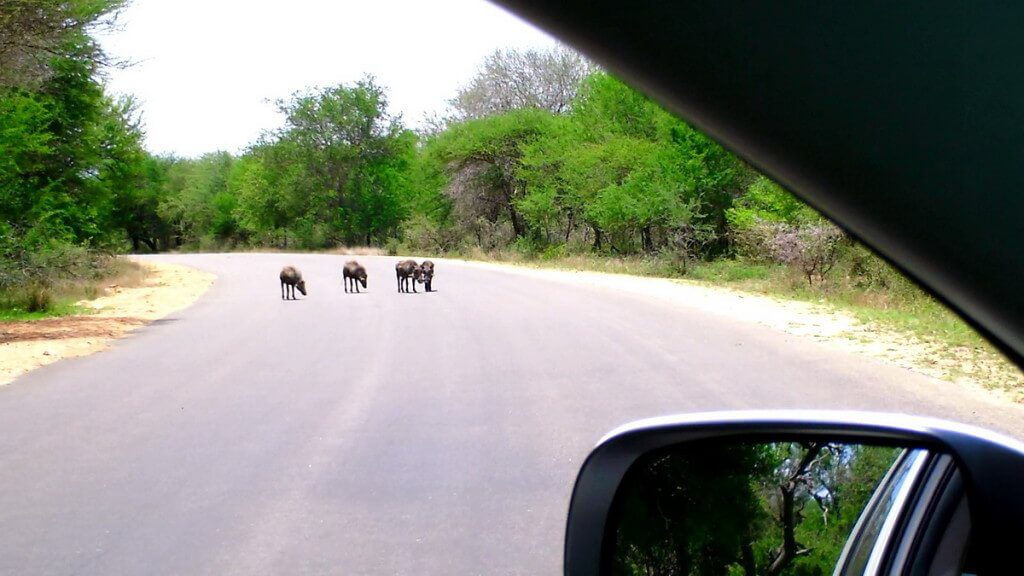 An image of warthogs standing in the middle of a paved road in Kruger National Park in South Africa.