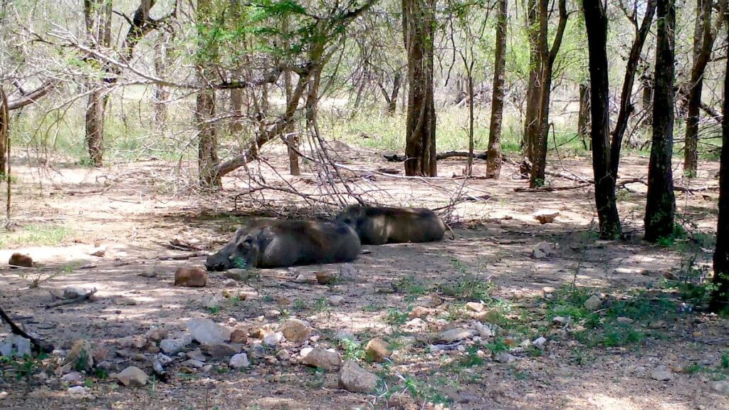 An image of warthogs laying under trees in Kruger National Park, South Africa.