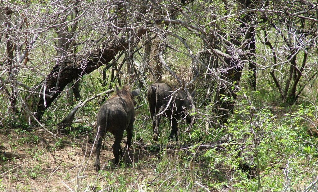 An image of warthogs running into the bushland in Kruger National Park, South Africa.