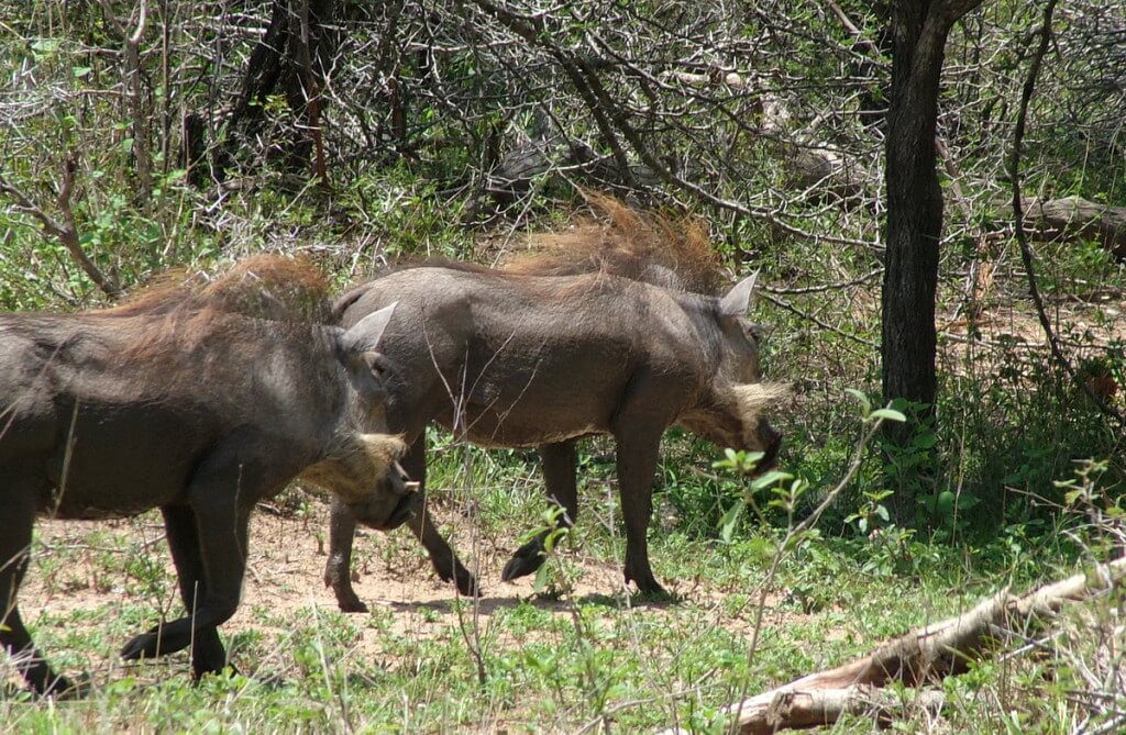 An image of warthogs running into a bushland in Kruger National Park, South Africa.