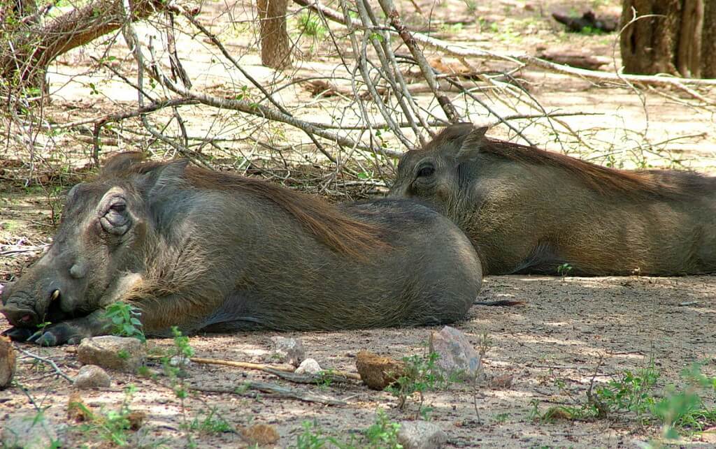 An image of two Warthogs rest and sleep together under trees in Kruger National Park in South Africa.