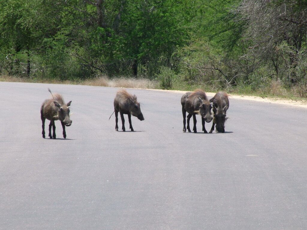 An image of four warthogs standing in the middle of a road in Kruger National Park, South Africa