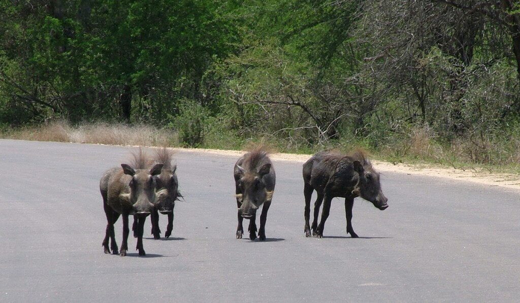 An image of four warthogs walking on a paved roadway in Kruger National Park, South Africa.
