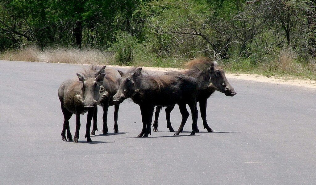 An image of warthogs standing in the middle of a road in Kruger National Park in South Africa.