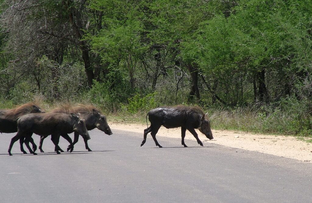 An image of warthogs running off a paved roadway in Kruger National Park, South Africa.