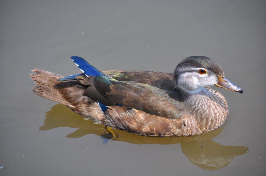 Wood duck at Lower Reesor Pond in Toronto, Ontario, Canada
