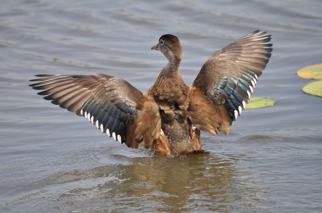Wood duck flapping its wings at Lower Ressor Pond in Toronto, Ontario, Canada