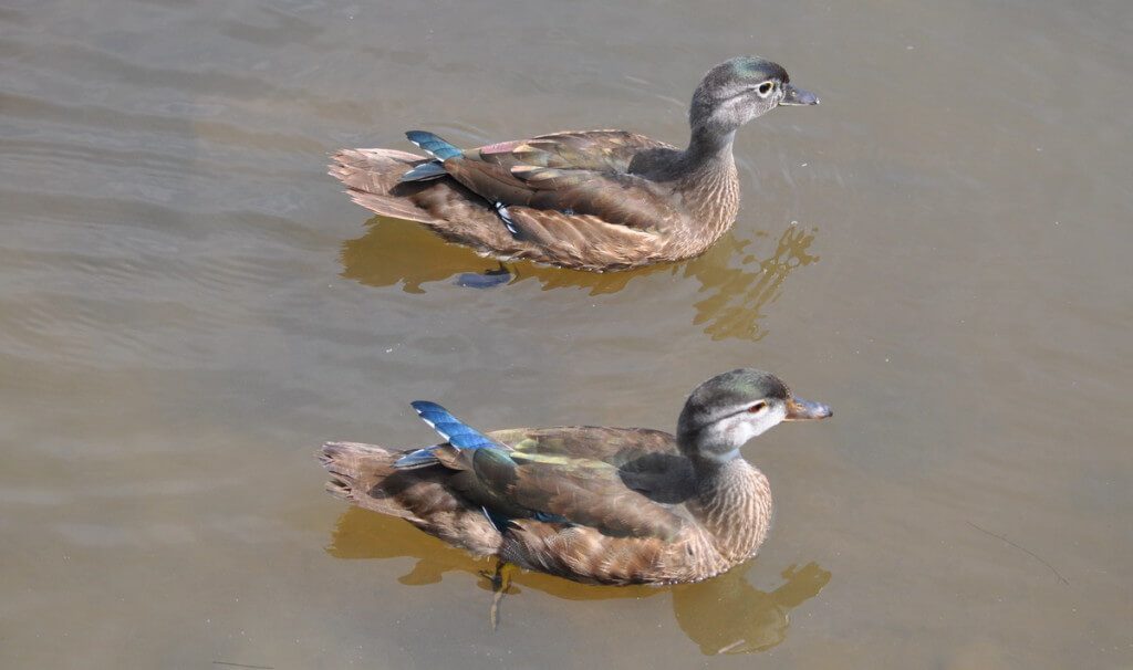Wood ducks on the surface of Lower Ressor Pond in Toronto, Ontario, Canada