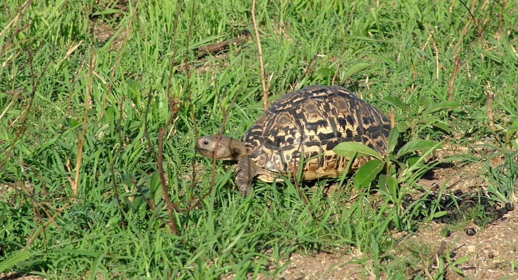 African Leopard Tortoise at Kruger National Park, South Africa