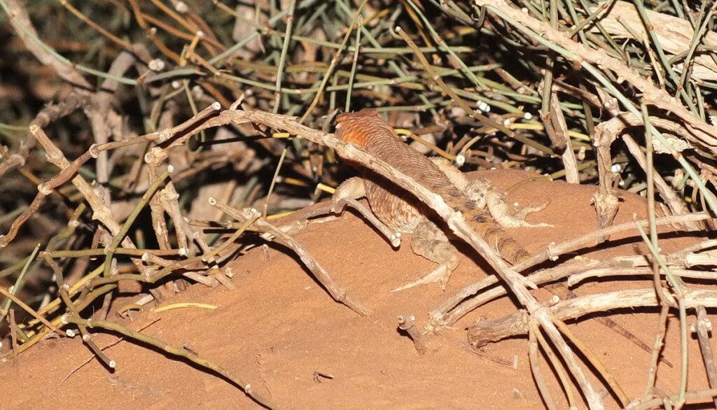 Desert spiny lizard among bushes in Monument Valley in Arizona, USA