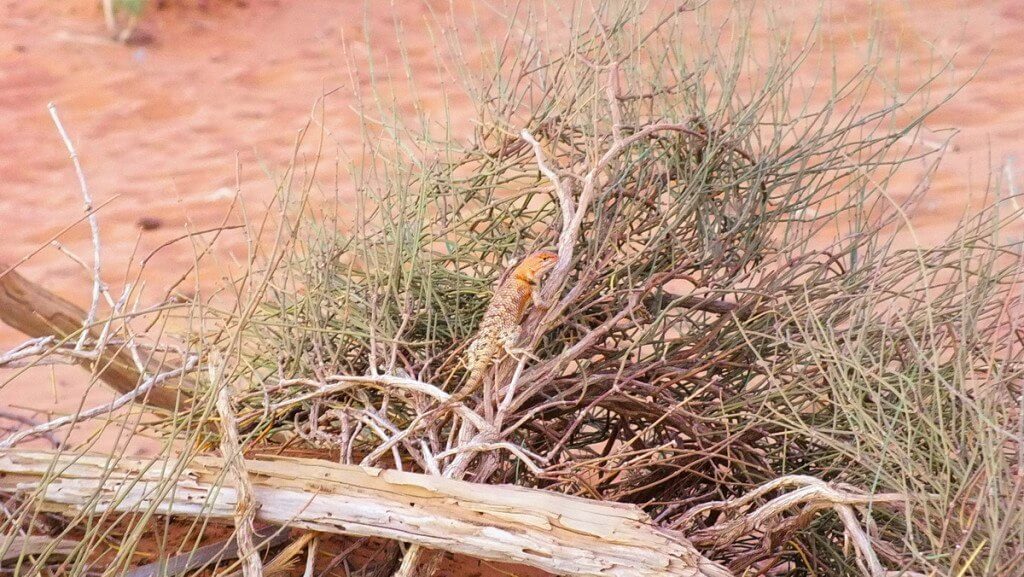 Desert spiny lizard on top of a bush in Monument Valley in Arizona, USA