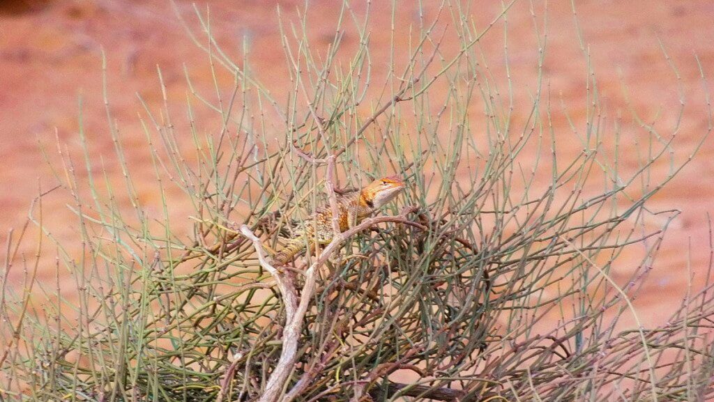Desert spiny lizard on top of a bush in Monument Valley in Arizona, USA