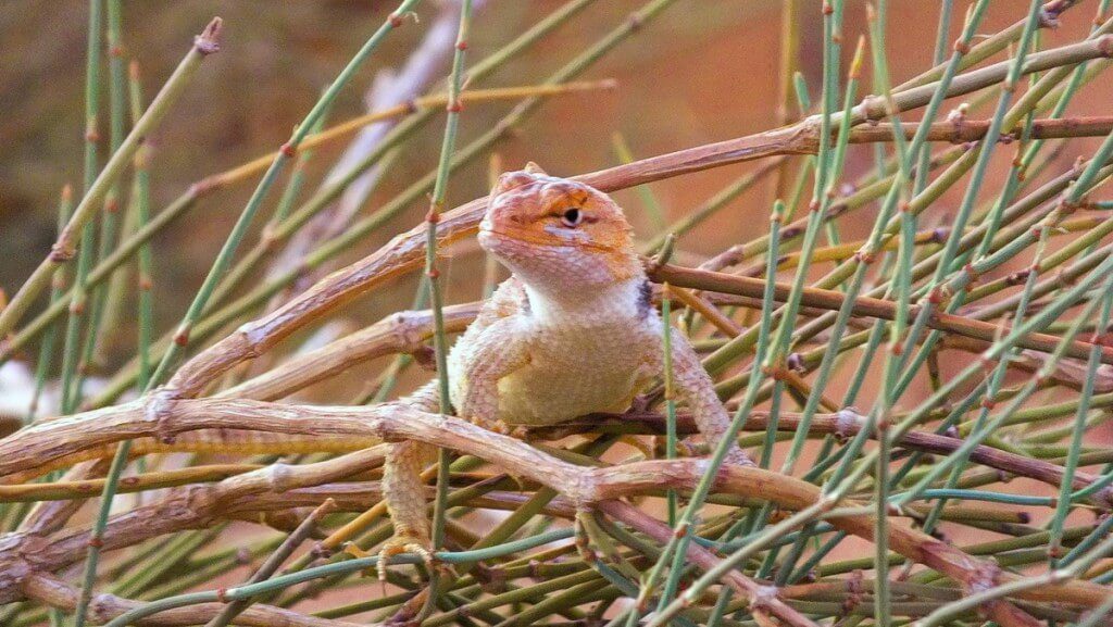 Desert spiny lizard on top of a bush in Monument Valley in Arizona, USA
