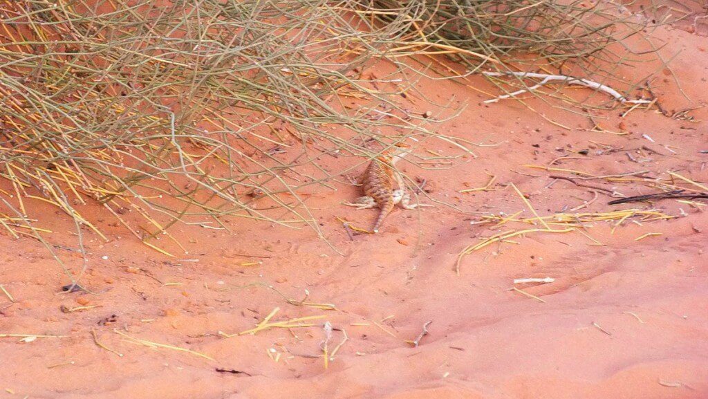 Desert spiny lizard on the ground in Monument Valley in Arizona, USA