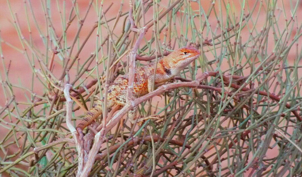 Desert spiny lizard on top of a bush in Monument Valley in Arizona, USA