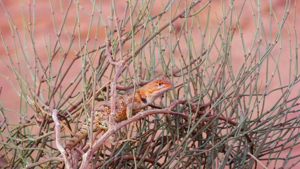 Desert spiny lizard on top of a bush in Monument Valley in Arizona, USA