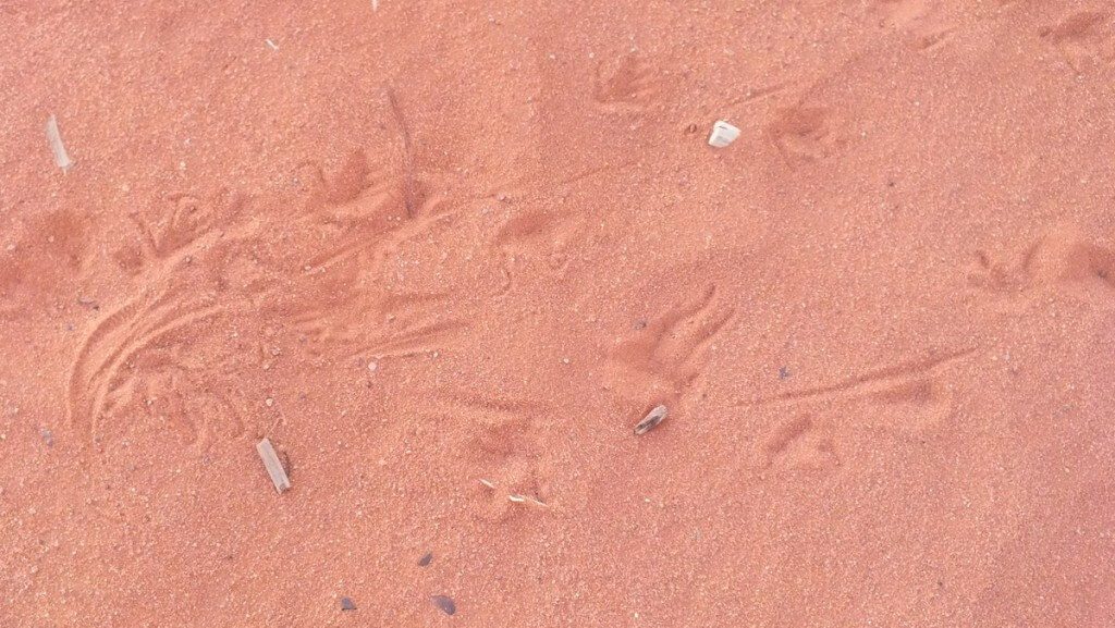 Desert spiny lizard tracks in the sand in Monument Valley in northeast Navajo County, Arizona