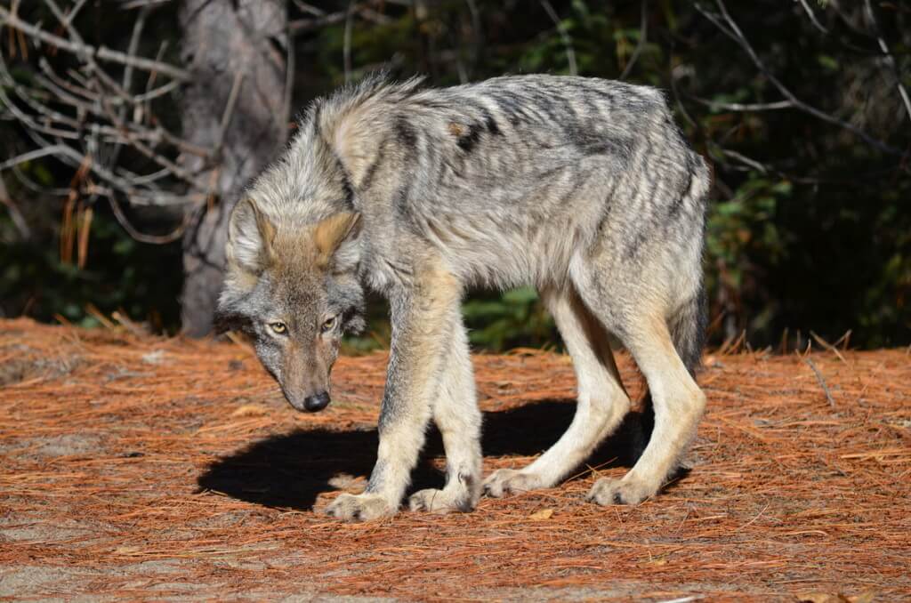 Eastern wolf standing along a trail in Algonquin Park, Ontario, Canada