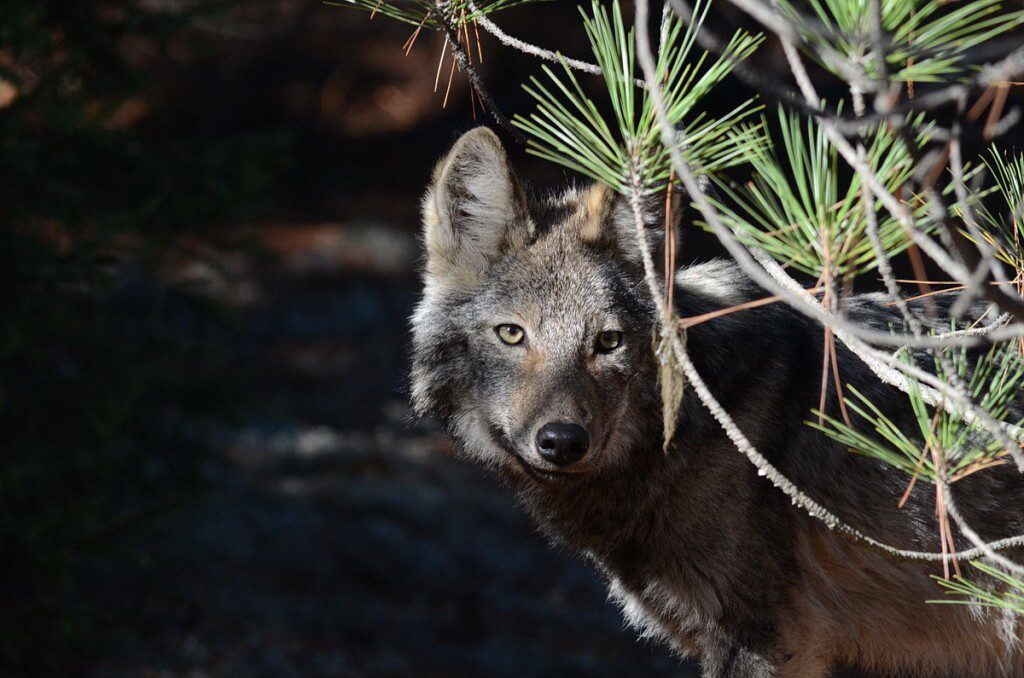 Eastern wolf behind a pine tree in Algonquin Park, in Ontario, Canada.