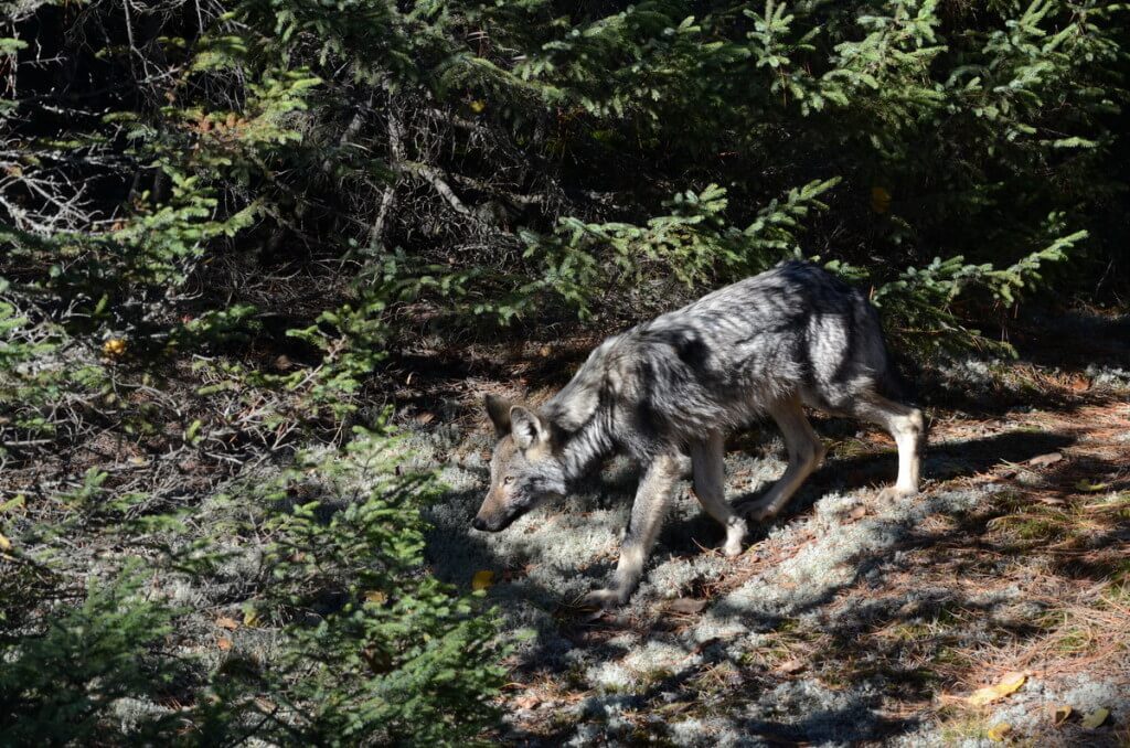 Eastern wolf walking on trail in Algonquin Park, Ontario, Canada